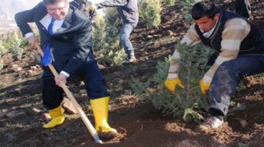 Cumhurbaşkanı Abdullah G&uuml;l Adına 10 Bin Fidan Dikildi