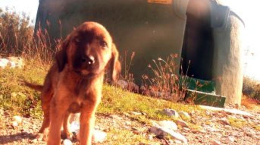 K&ouml;y&uuml;ndeki T&uuml;rbeyi Restore Ettirmek Isteyen Iş Adamı, B&uuml;rokrasiyi Aşamıyor