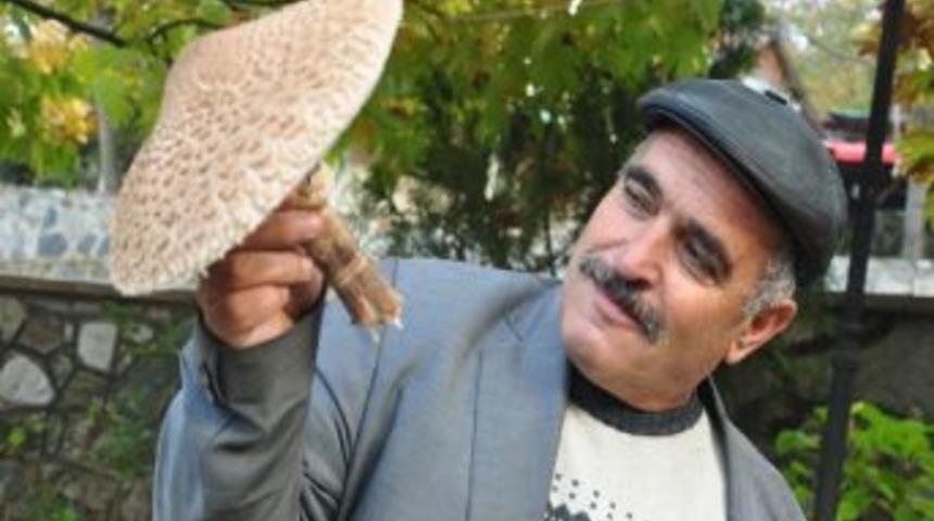 Şemsiye Gibi Mantar