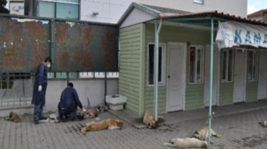 Kaman Belediyesi Sokak Hayvanlarını Islah Ediyor