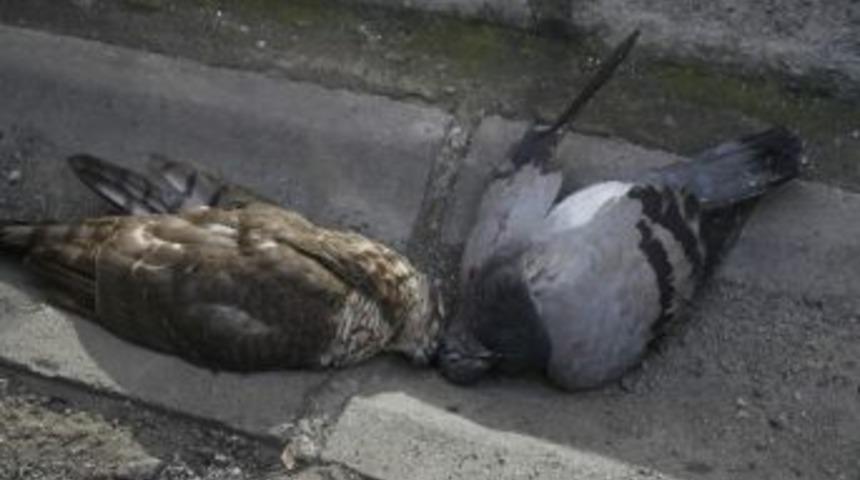 G&uuml;vercin Avı Atmacanın Sonu Oldu