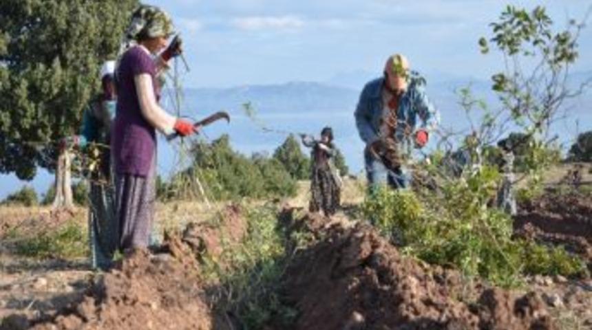Burdur G&ouml;l&uuml; Kıyısına 100 Dekar G&uuml;l Fidanı Dikildi