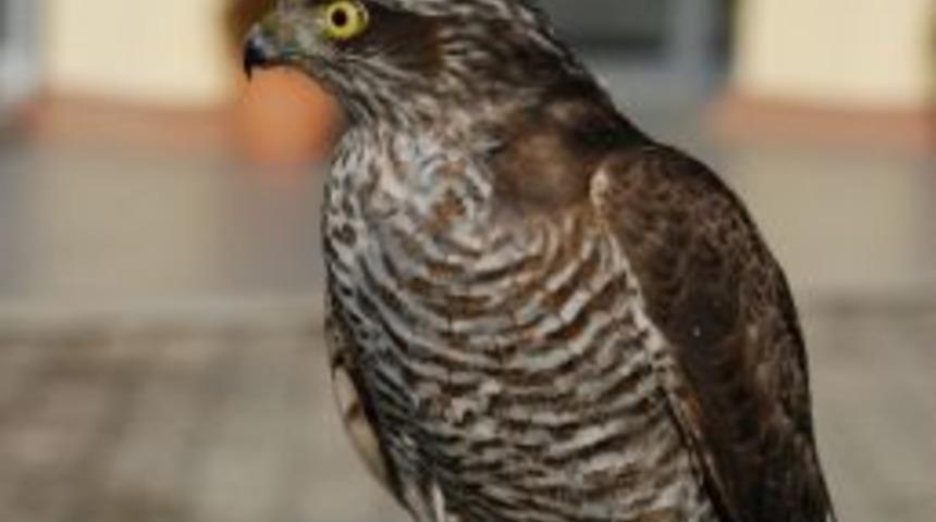 Rizeli Sevdası Olan Atmacayı Doğaya Saldı