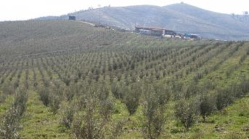 K&ouml;pr&uuml;başı&rsquo;nda Zeytin Bereketi