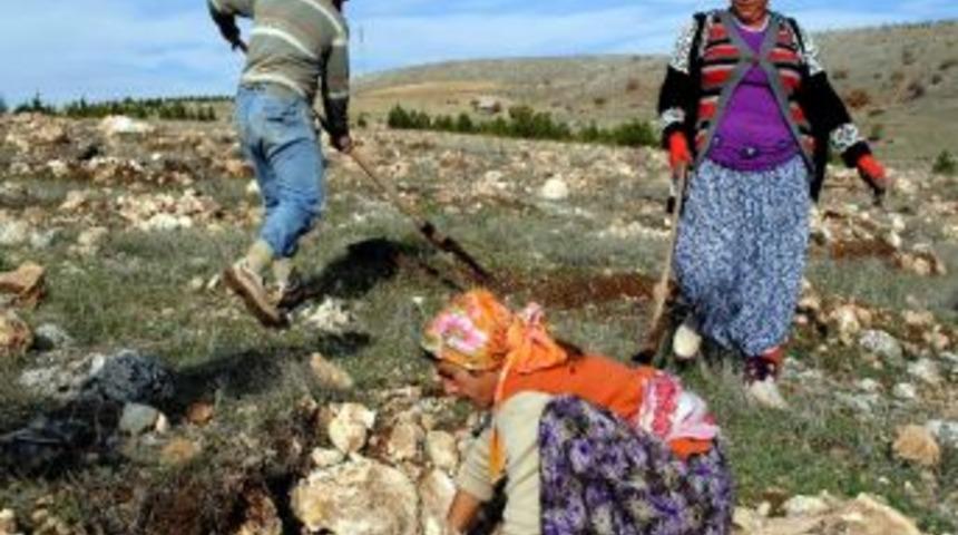 Ormanda Roman A&ccedil;ılımı