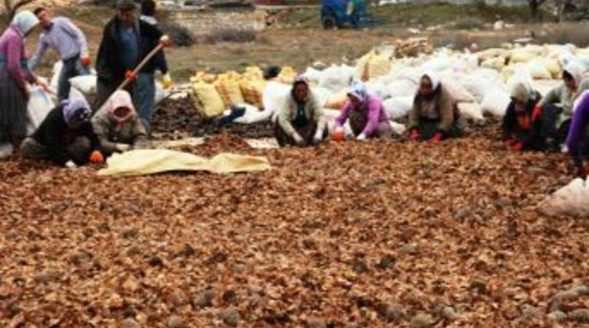 G&uuml;lnar'da 190 Ton Sedir Kozalağı Toprakla Buluştu