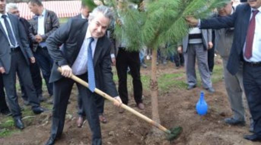 Madenciler Ağa&ccedil; Dikti