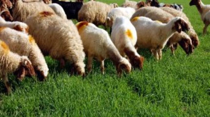 Aşırı Sıcaklar Ekinlere Boy Verdi