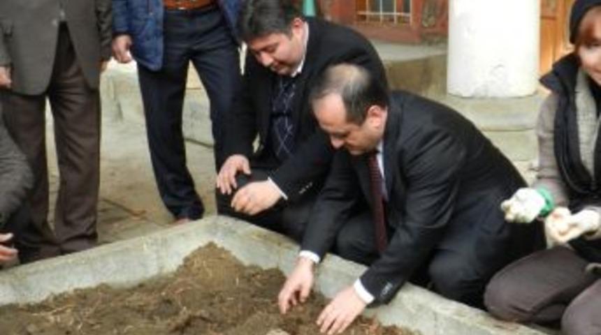 İskilip&rsquo;te Laleler A&ccedil;acak