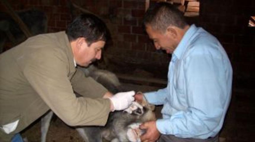 Burhaniye’de 5 Bin Yetişkin Sığıra Brusella Aşısı Yapılacak