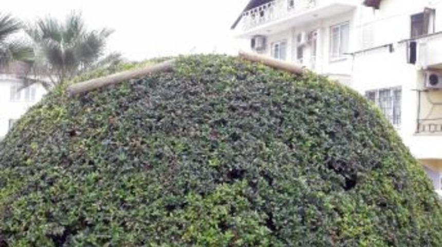 Fethiye&rsquo;de Parklara &Ccedil;irkin Saldırı