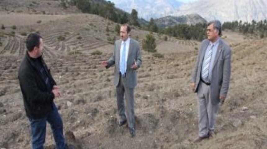 Ormanlar Verimli Hale Getiriliyor