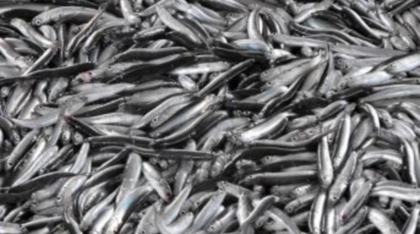 Barış Zaman: Abhazya’da Hamsi Katliamı Yapılıyor