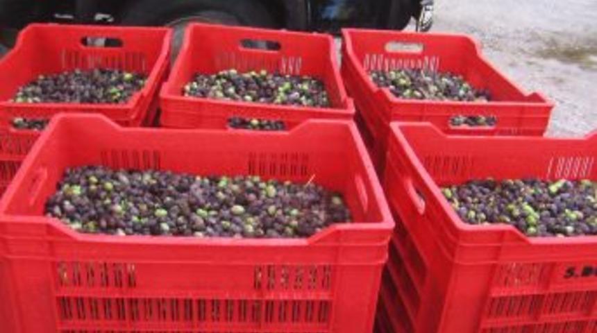 Hava Muhalefeti Zeytin Hasatına Ara Verdirdi