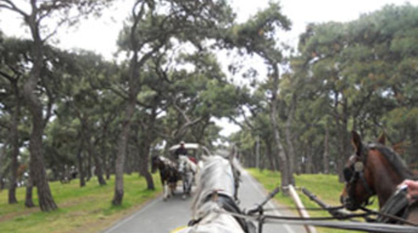 B&uuml;y&uuml;kada'da fayton kazası: 1 &ouml;l&uuml;