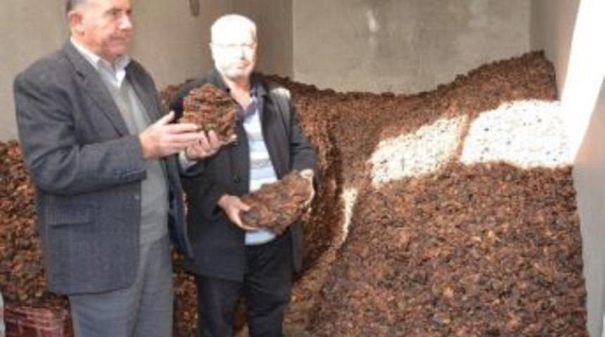 Depoladığı Kayısıları Besicilere Sattı