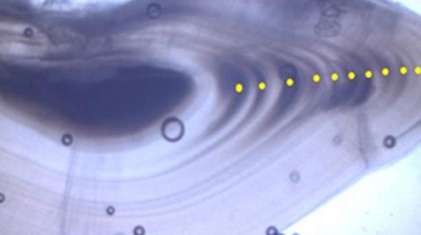 KARANLIK SULARDA YAŞAM