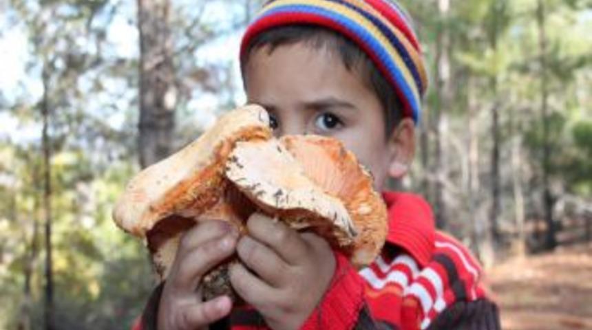 Ormanda Yetişen Doğal Mantar Ete Rakip Oldu