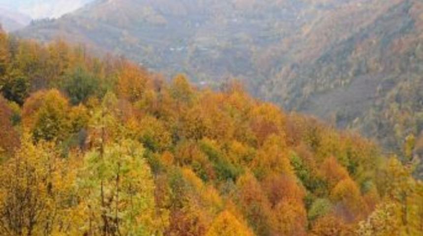 Düzce'de Sonbahar Kendini İyice Hissettiriyor