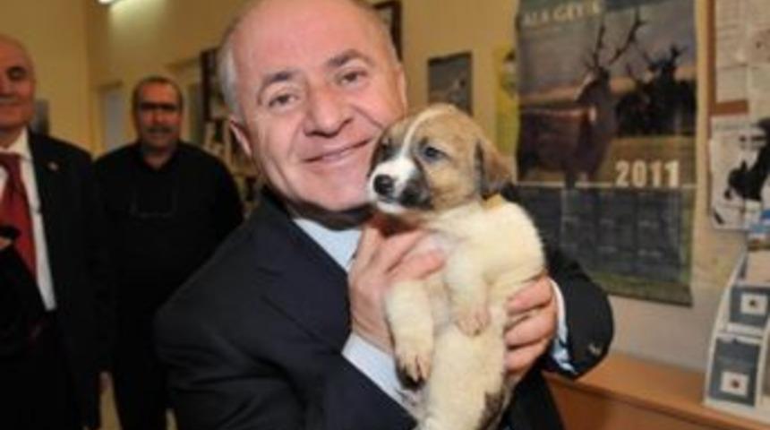 Pet Shoplarda hayvan yasağı