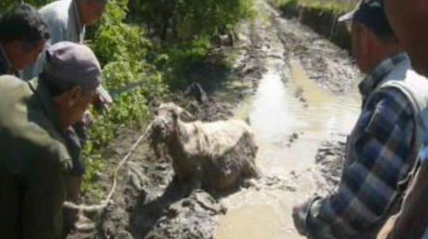 K&ouml;yl&uuml;lerin Eşek Kurtarma Operasyonu