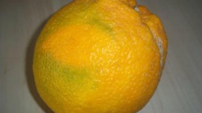 2 Kilogramlık Dev Portakal G&ouml;renleri Hayretler I&ccedil;erisinde Bırakıyor