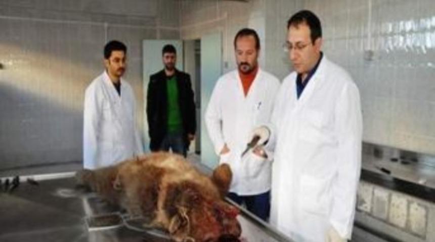 Sarıkamış'ta &Ouml;ld&uuml;r&uuml;len Ayı Yavrusu Hayvanseverleri Harekete Ge&ccedil;irdi