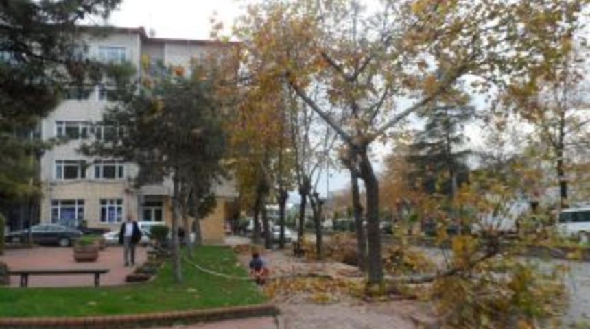 Ağa&ccedil;larda Budama yapılıyor