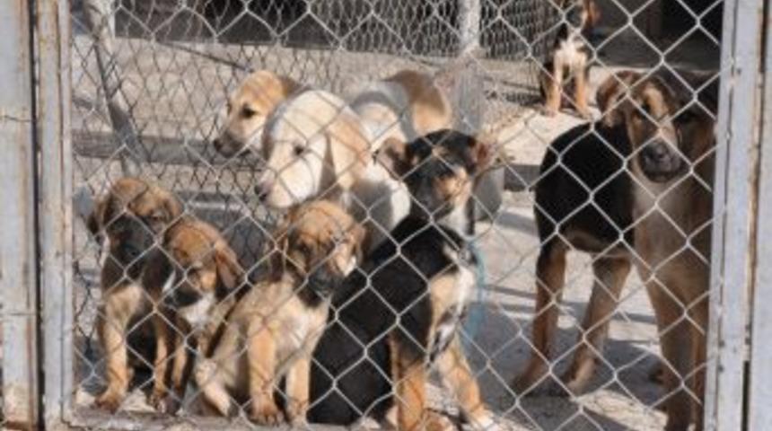 Kazan Belediyesi, Hevesle Alınan Köpeklerin Sokağa Bırakılmasından Şikayetçi