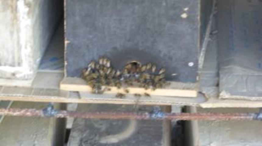 Arılar Sıcak B&ouml;lgelere Gitmeye Başladı