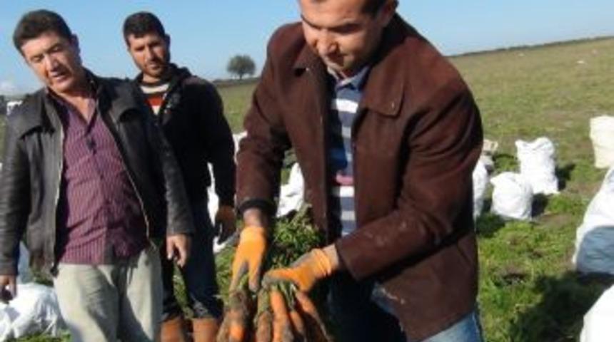 Beypazarı'nda Havu&ccedil; Hasadı Başladı