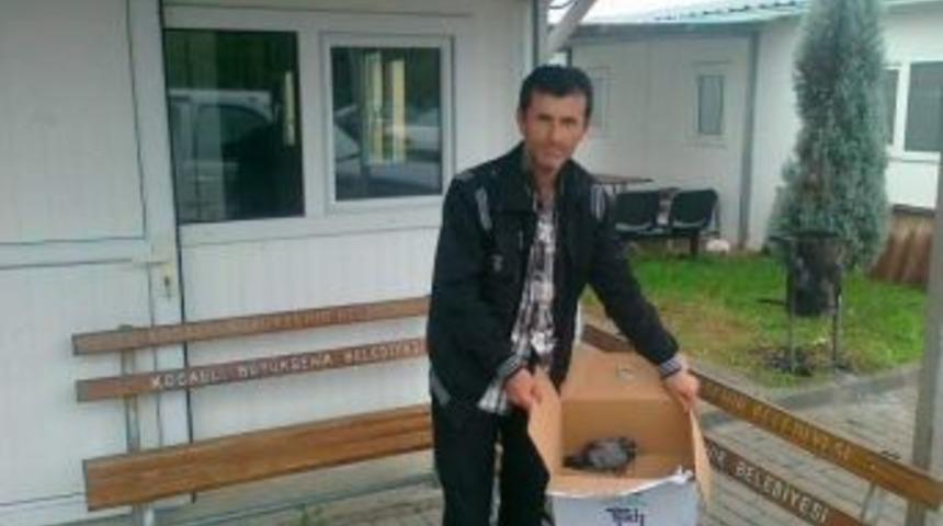 İzmit'te Zabıta Yaralı G&uuml;vercini Kurtardı