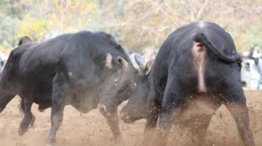 Boğalar Eğitim İ&ccedil;in G&uuml;reşti