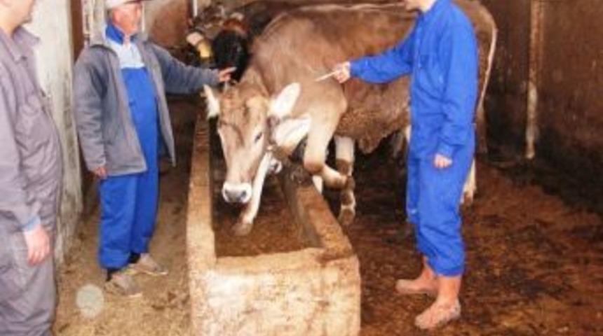 Keşan'da 29 Bin Hayvan Şap Aşısı Oldu