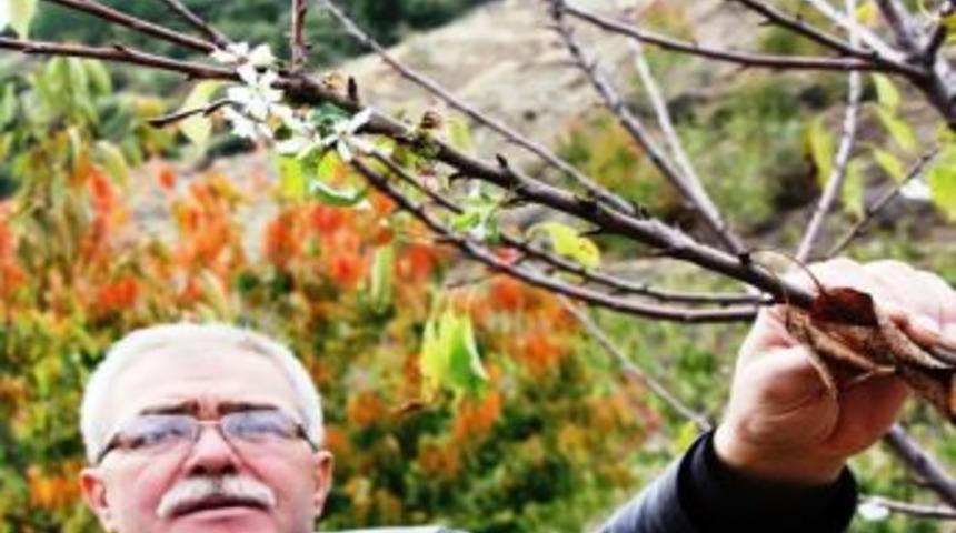 Sarıg&ouml;l&rsquo;de "yalancı Bahar"