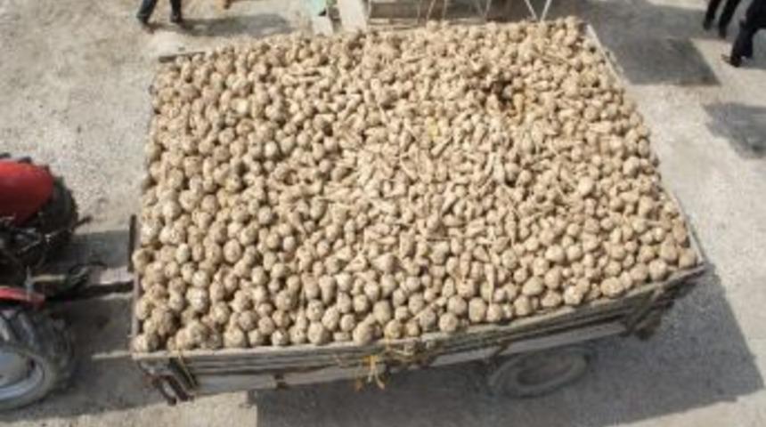 Şeker Fabrikasında Kampanya Dönemi Bitti