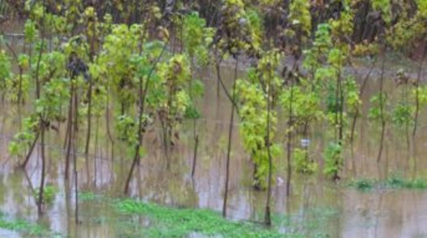 2 Milyon Fidan Selde Ziyan Oldu