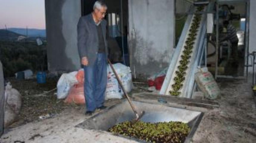 Silifke&rsquo;de Zeytinde 21 Ton Rekolte Bekleniyor