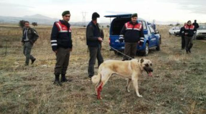 Kangal D&ouml;v&uuml;şt&uuml;ren K&ouml;yl&uuml;lere 5 Biner Lira Ceza