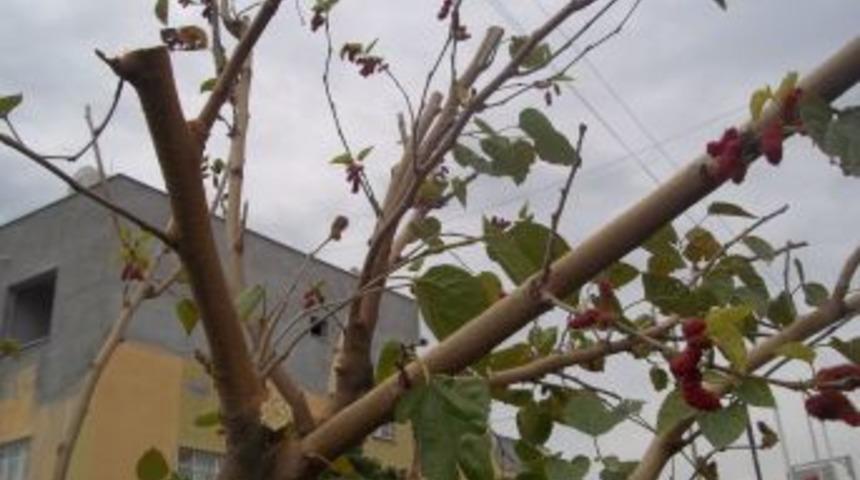 Dut Ağacı Aralık Ayında Meyve Verdi