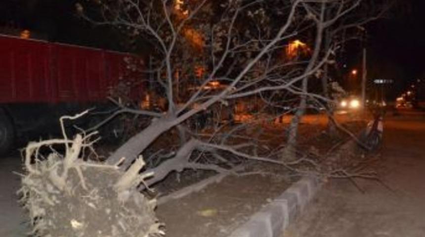 Lodos Ağaç Devirdi