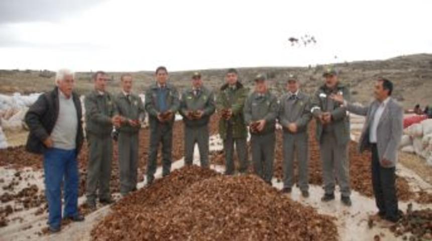 Silifke'de 110 Ton Sedir Tohumu Toprakla Buluşuyor