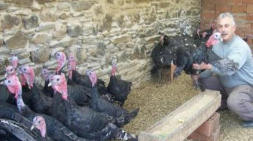 Doğal Ortamda Organik Hindi Yetiştiriyor