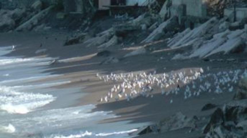 Martıların Kumsal Keyfi