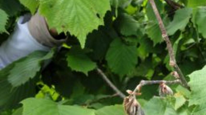 Yanlış Fındık Ekimi, Emeği Boşa &Ccedil;ıkartıyor