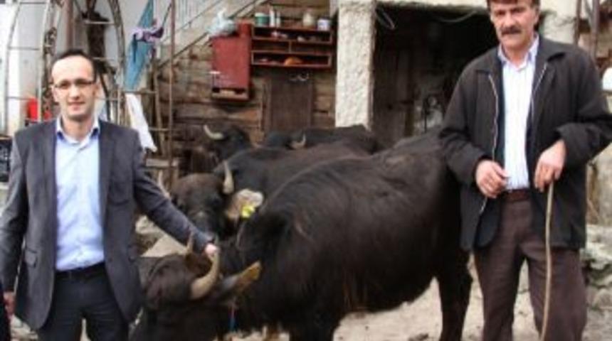 Giresun&rsquo;da Manda Yetiştiriciliği Geliştiriliyor