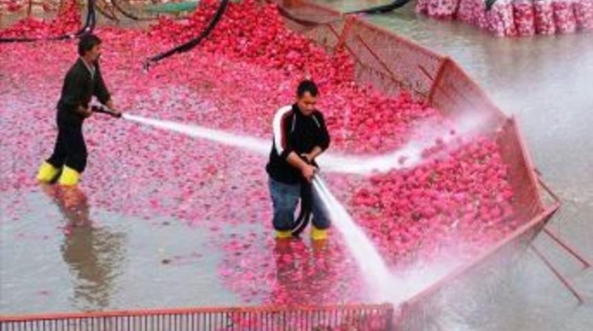 Kadirli’de Turp Sezonu Buruk Başladı