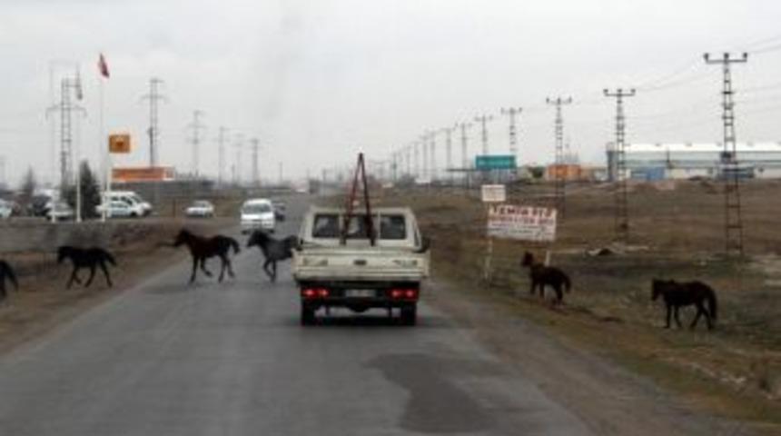Kars&rsquo;ta Başıboş Atlar Kazalara Davetiye &Ccedil;ıkarıyor