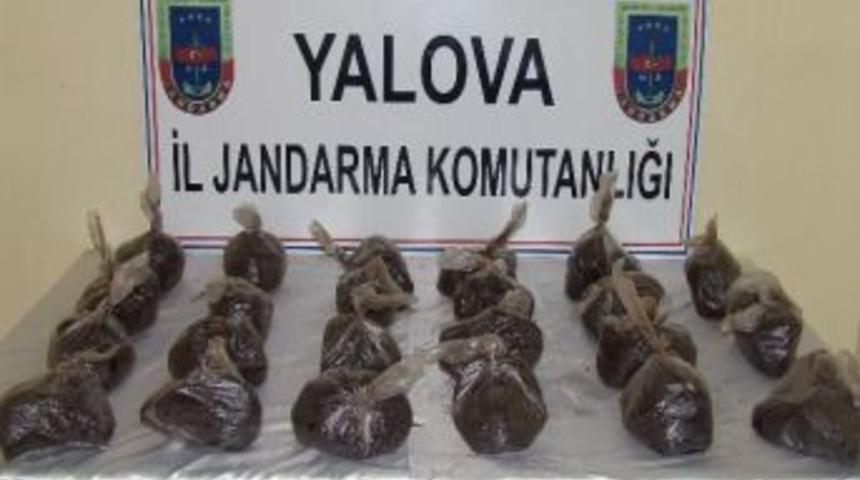 Ağa&ccedil;ların Arasında 23 Kilo Eroin Bulundu