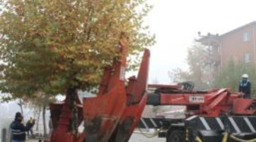 Osmancık Belediyesi'nin Ağaç Hassasiyeti